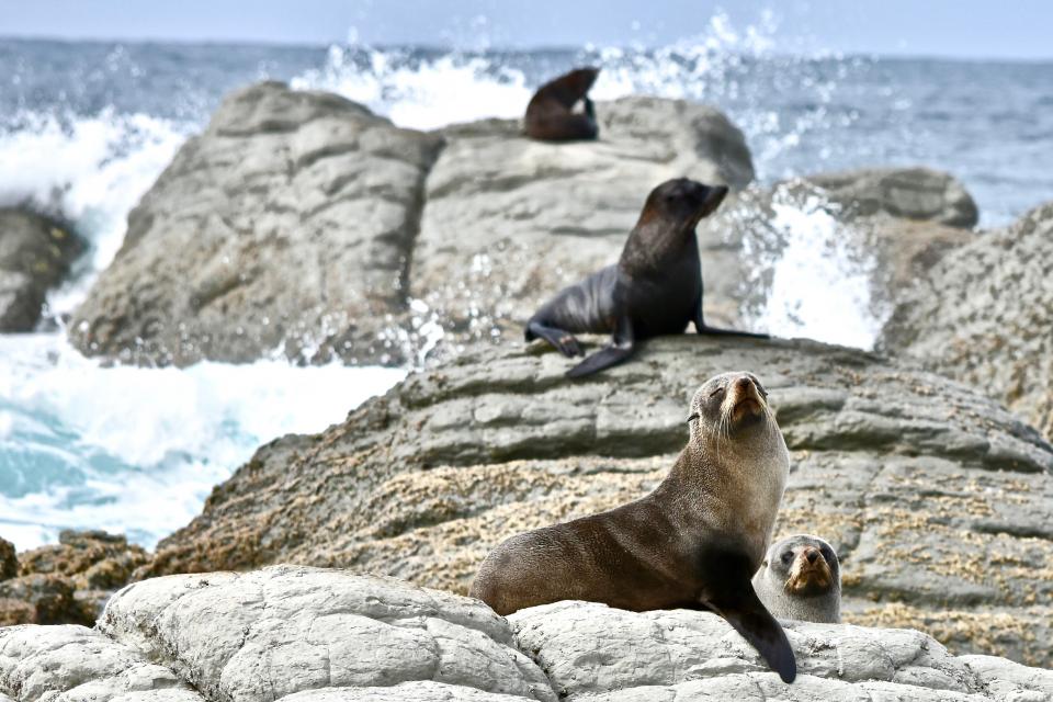 New Zealand Sea Lions | Shutterbug